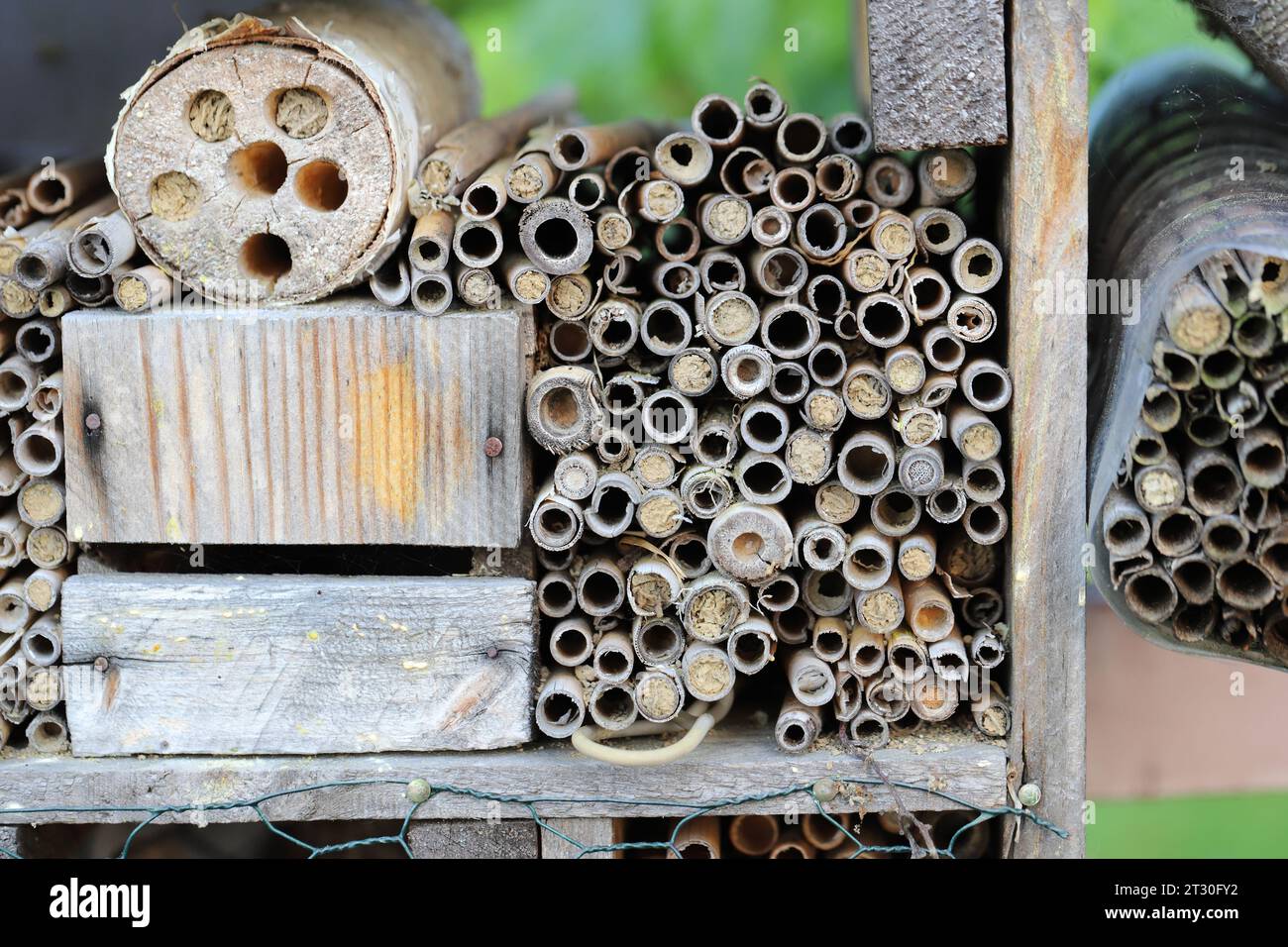 Maison d'hôtel d'insecte pour abeilles sauvages et guêpes. Bâtons de bambou. Banque D'Images