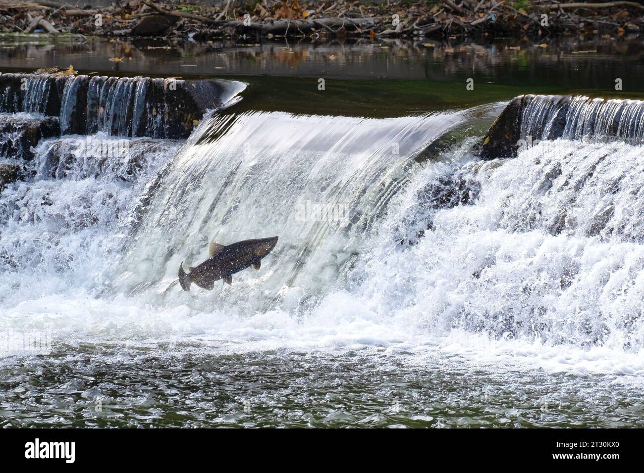 Le saumon tente de sauter la cascade au niveau suivant de la rivière Banque D'Images