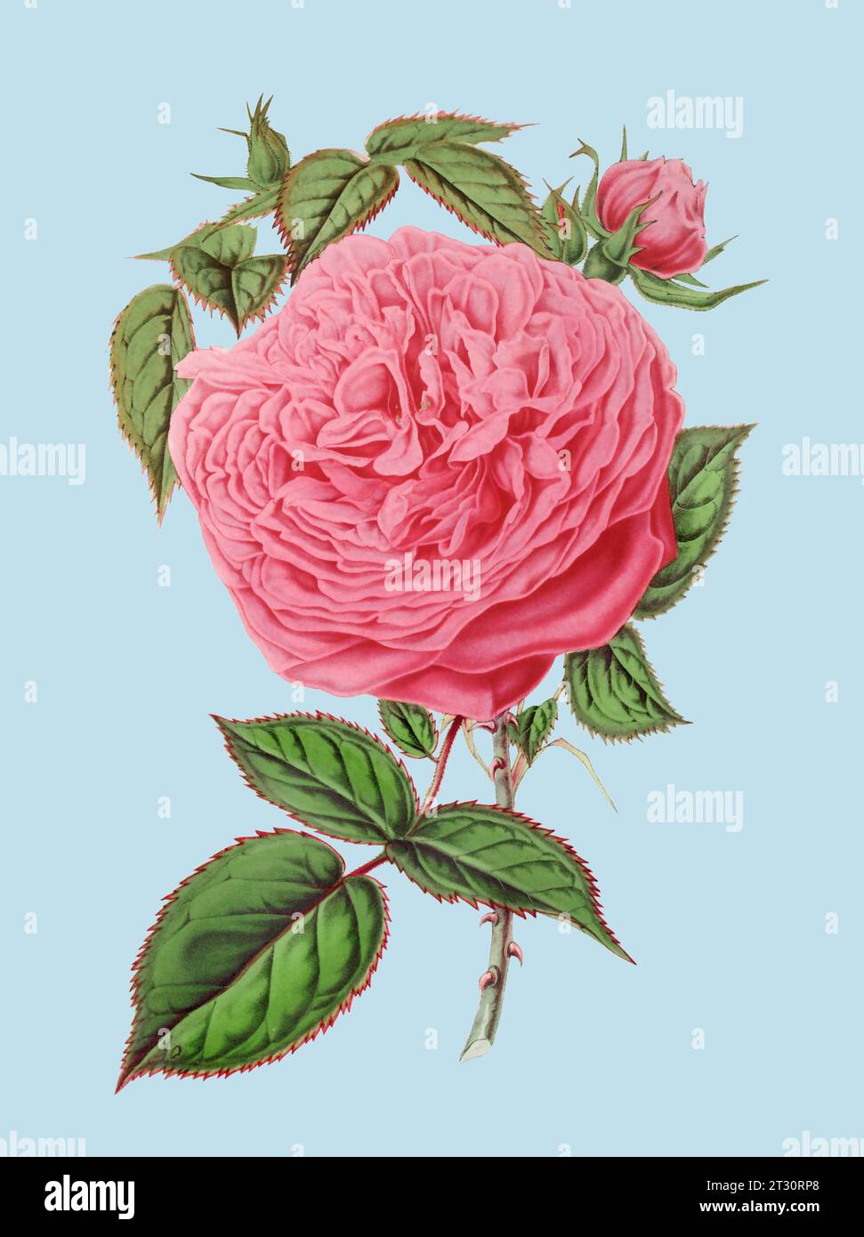 Illustration colorée de fleur de rose : une fleur numérique de style vintage sur un fond bleu clair Uni. Banque D'Images