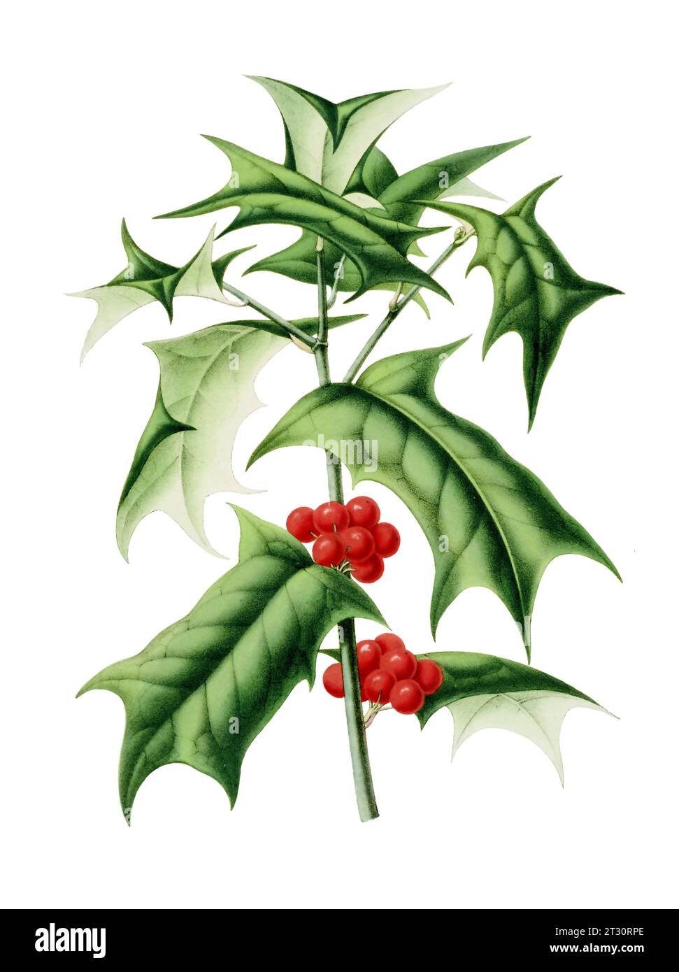Illustration botanique colorée : un Holly Mistletoe de style vintage numérique sur un fond blanc Uni. Banque D'Images