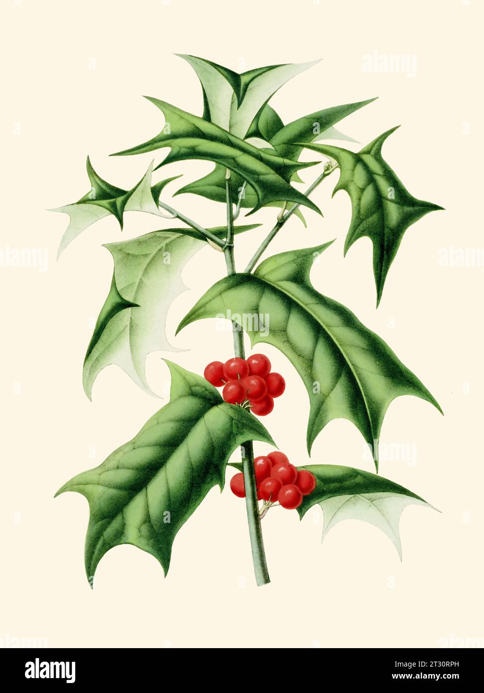 Illustration botanique colorée : un Holly Mistletoe de style vintage numérique sur un fond beige Uni. Banque D'Images