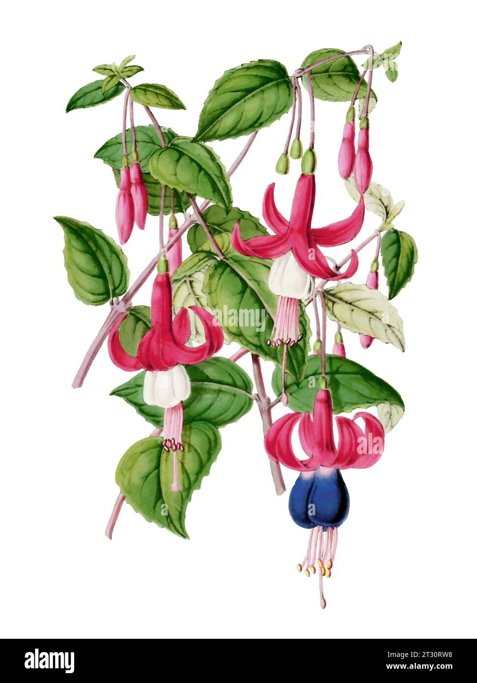 Illustration de fleurs colorées : fleurs Fuchsia de style vintage numérique sur un fond blanc Uni. Banque D'Images
