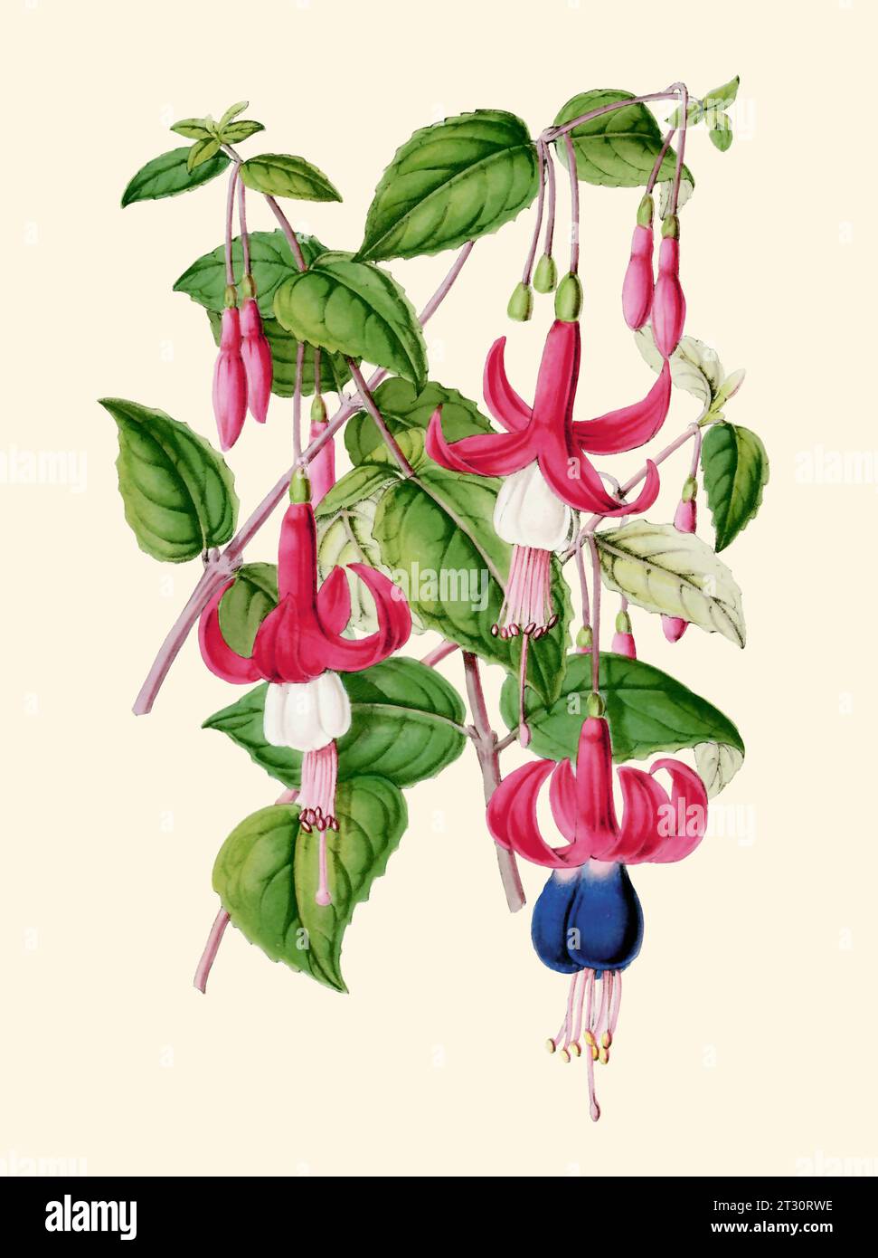 Illustration de fleurs colorées : fleurs Fuchsia de style vintage numérique sur un fond beige Uni. Banque D'Images