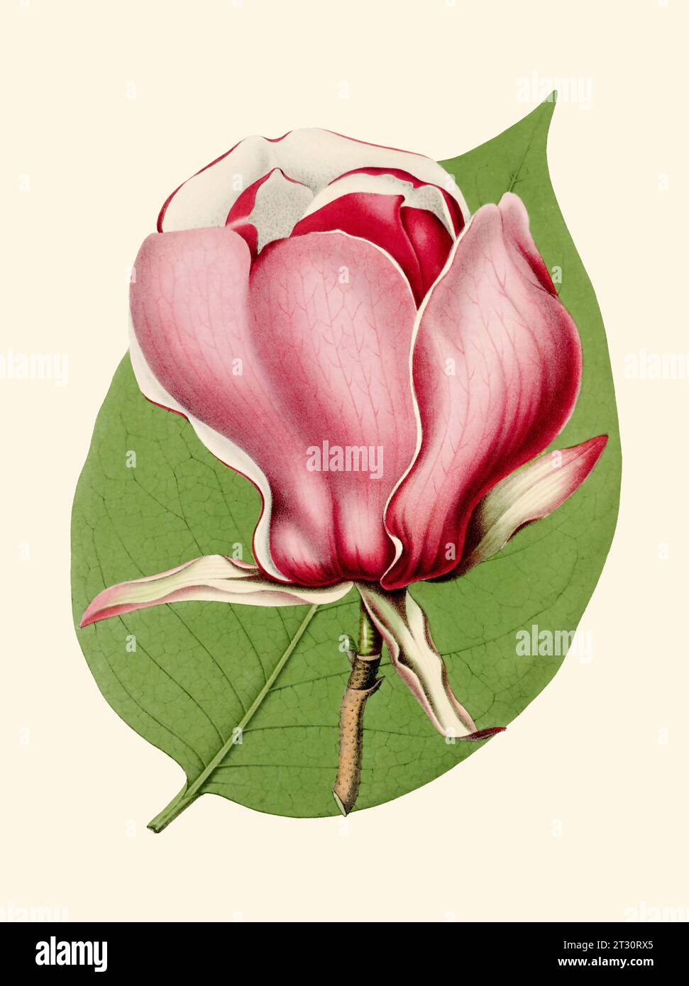 Illustration colorée de fleur Magnolia : une fleur numérique de style vintage sur un fond beige Uni. Banque D'Images