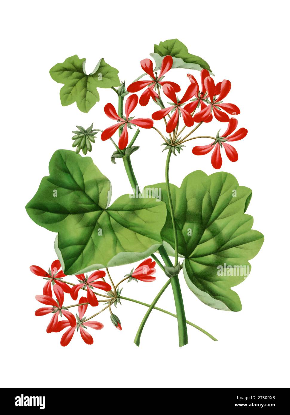 Illustration de fleur colorée : une fleur numérique de style vintage sur un fond blanc Uni. Banque D'Images