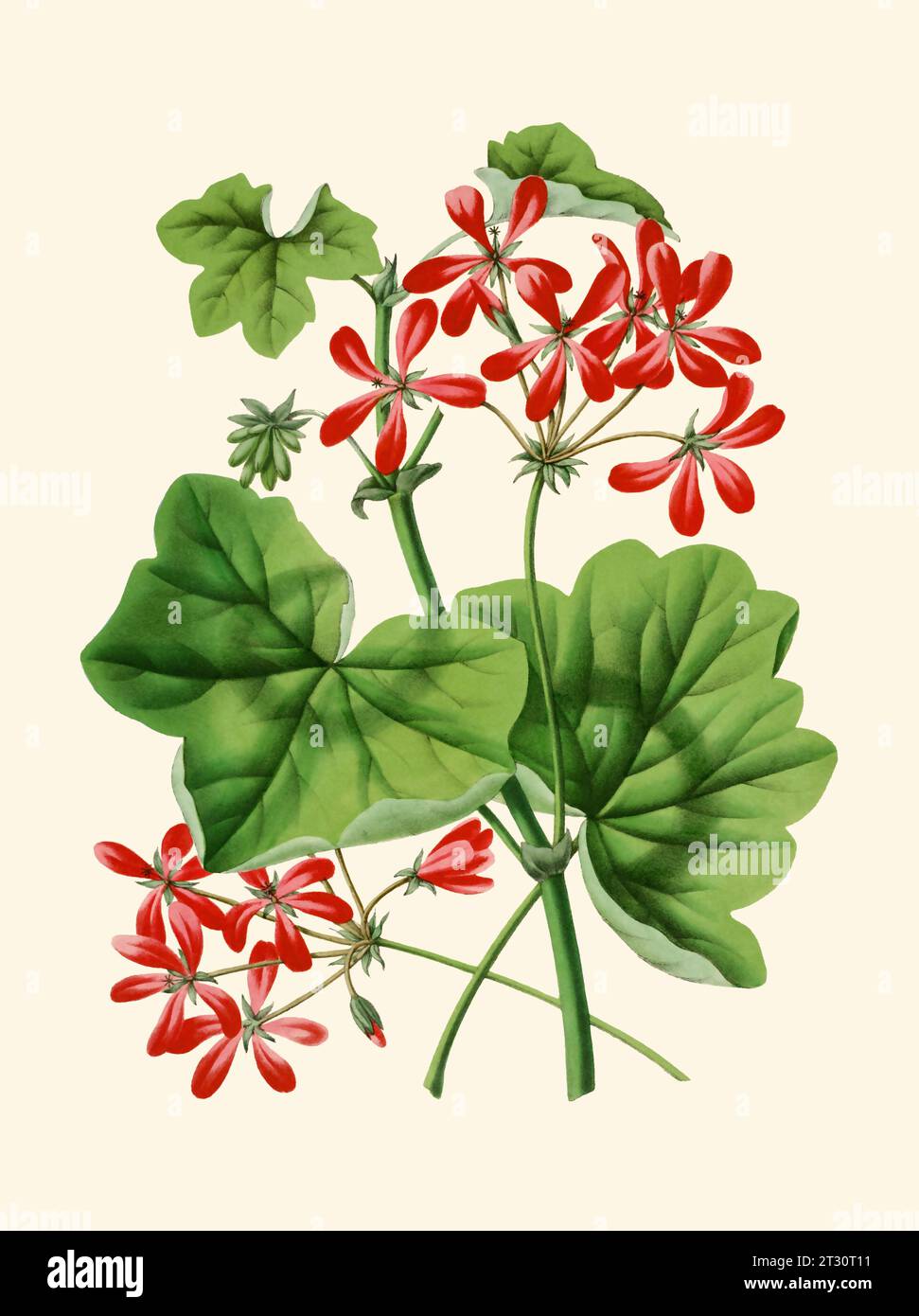 Illustration florale colorée : une fleur numérique de style vintage sur un fond beige Uni. Banque D'Images