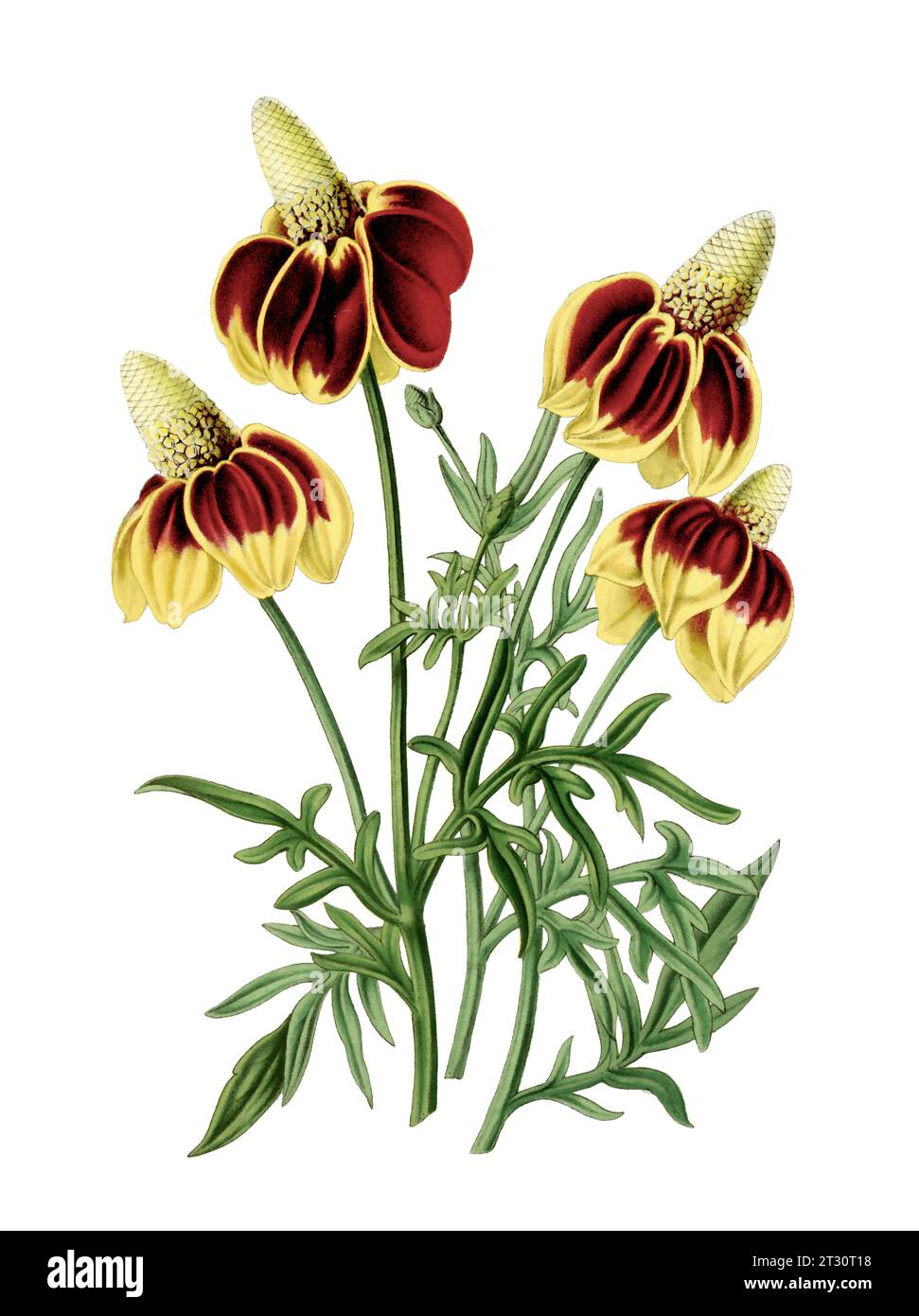 Illustration de fleur colorée : une fleur numérique de style vintage sur un fond blanc Uni. Banque D'Images