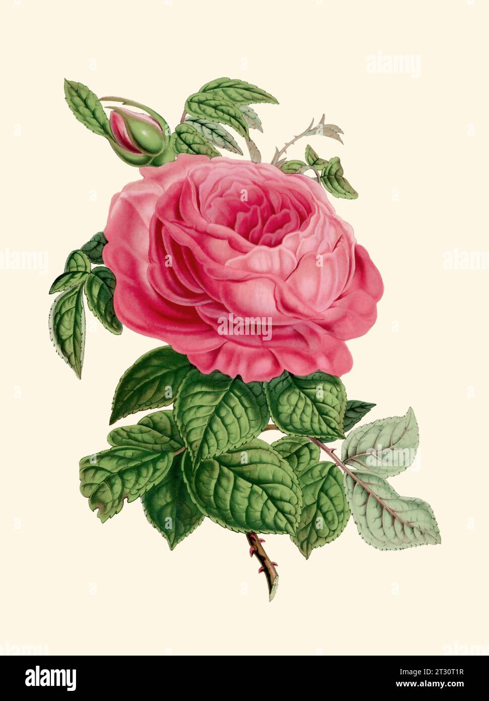 Illustration colorée de fleur de rose : une fleur numérique de style vintage sur un fond beige Uni. Banque D'Images