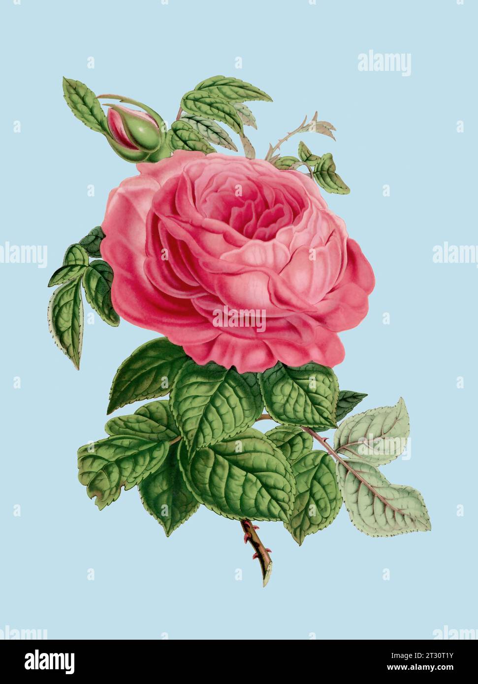 Illustration colorée de fleur de rose : une fleur numérique de style vintage sur un fond bleu clair Uni. Banque D'Images