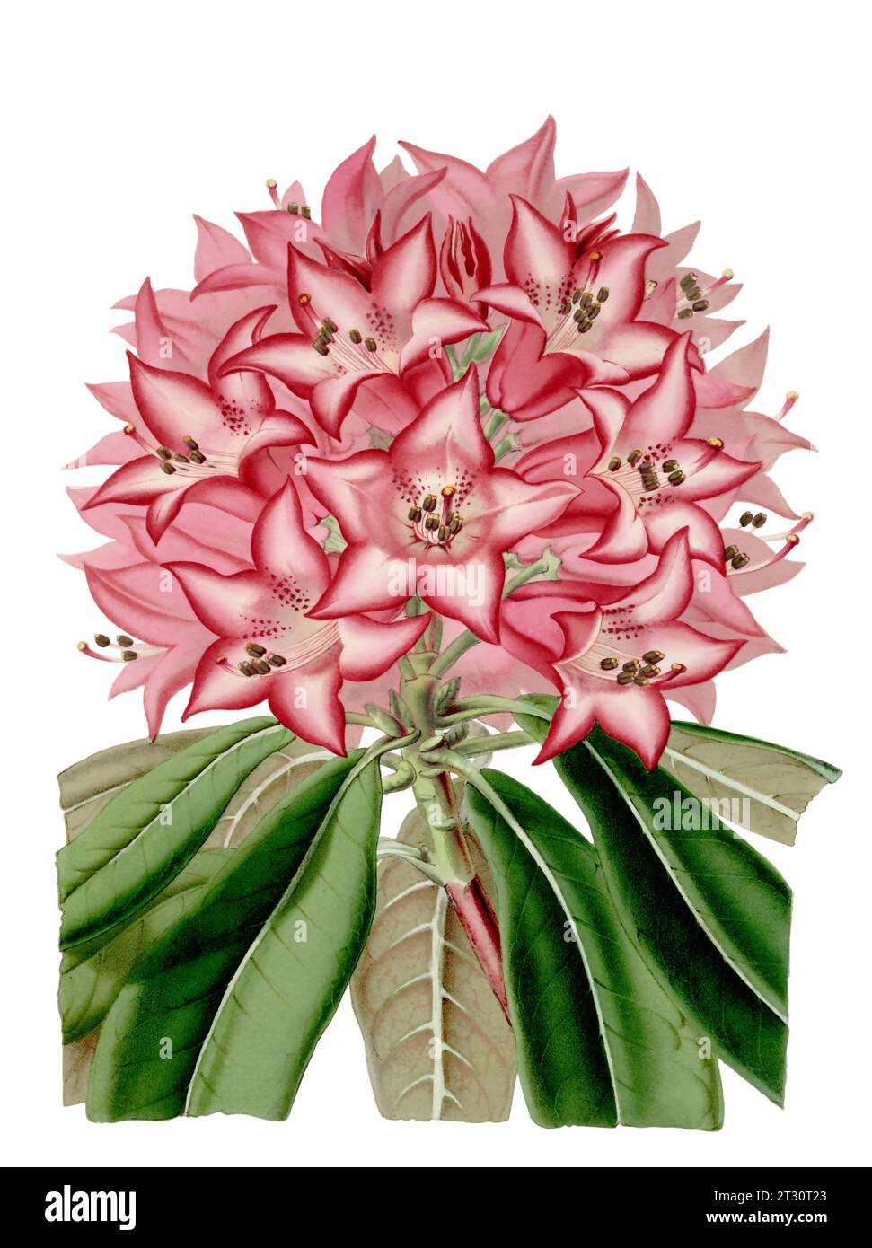 Illustration de fleur colorée : une fleur numérique de style vintage sur un fond blanc Uni. Banque D'Images