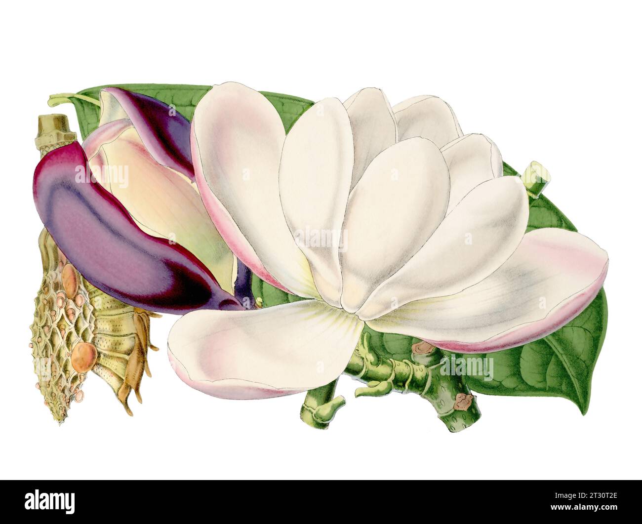 Illustration colorée de fleur de Magnolia : une fleur numérique de style vintage sur un fond blanc Uni. Banque D'Images