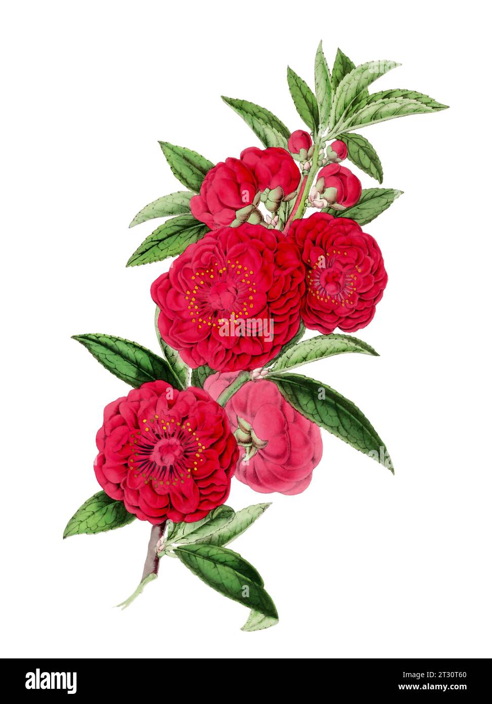 Illustration colorée de fleur de camélia : une fleur numérique de style vintage sur un fond blanc Uni. Banque D'Images