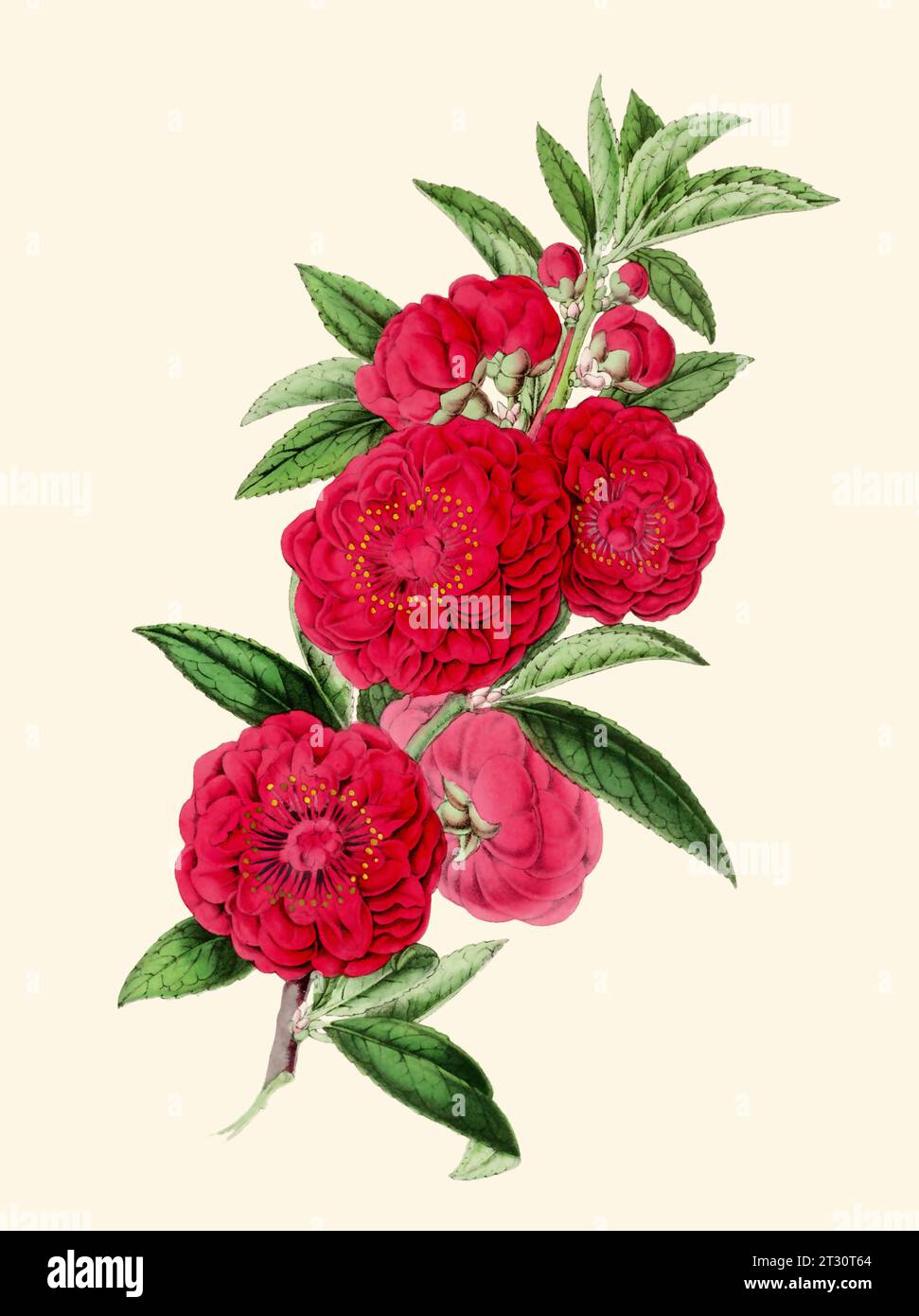 Illustration colorée de fleur de camélia : une fleur numérique de style vintage sur un fond beige Uni. Banque D'Images