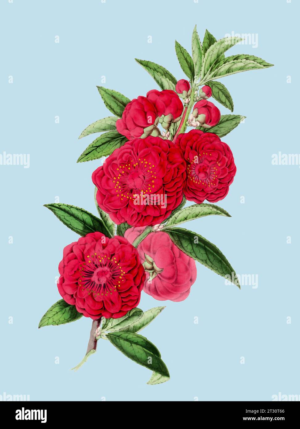 Illustration colorée de fleur de camélia : une fleur numérique de style vintage sur un fond bleu clair Uni. Banque D'Images