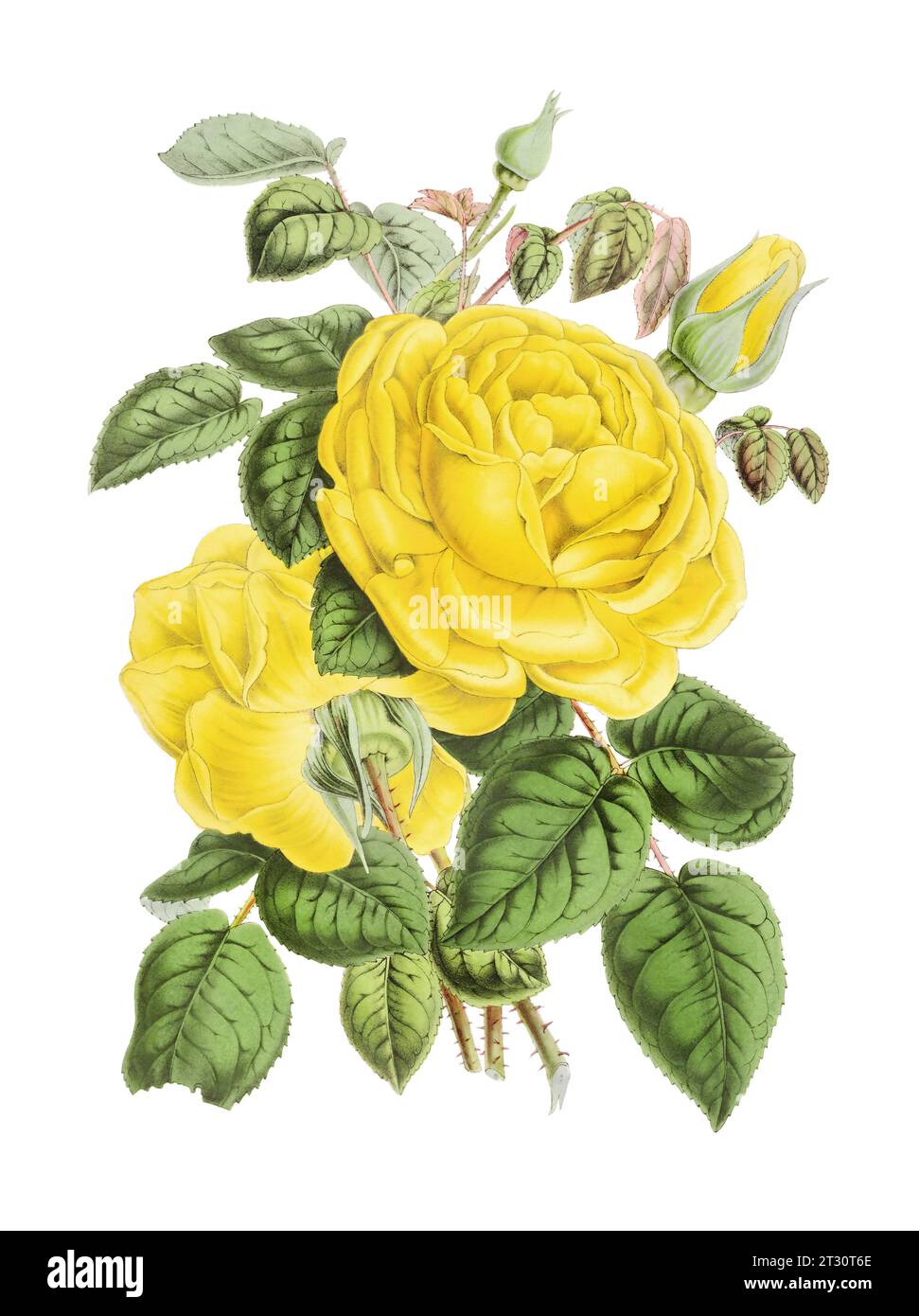 Illustration colorée de fleur de rose : une fleur numérique de style vintage sur un fond blanc Uni. Banque D'Images