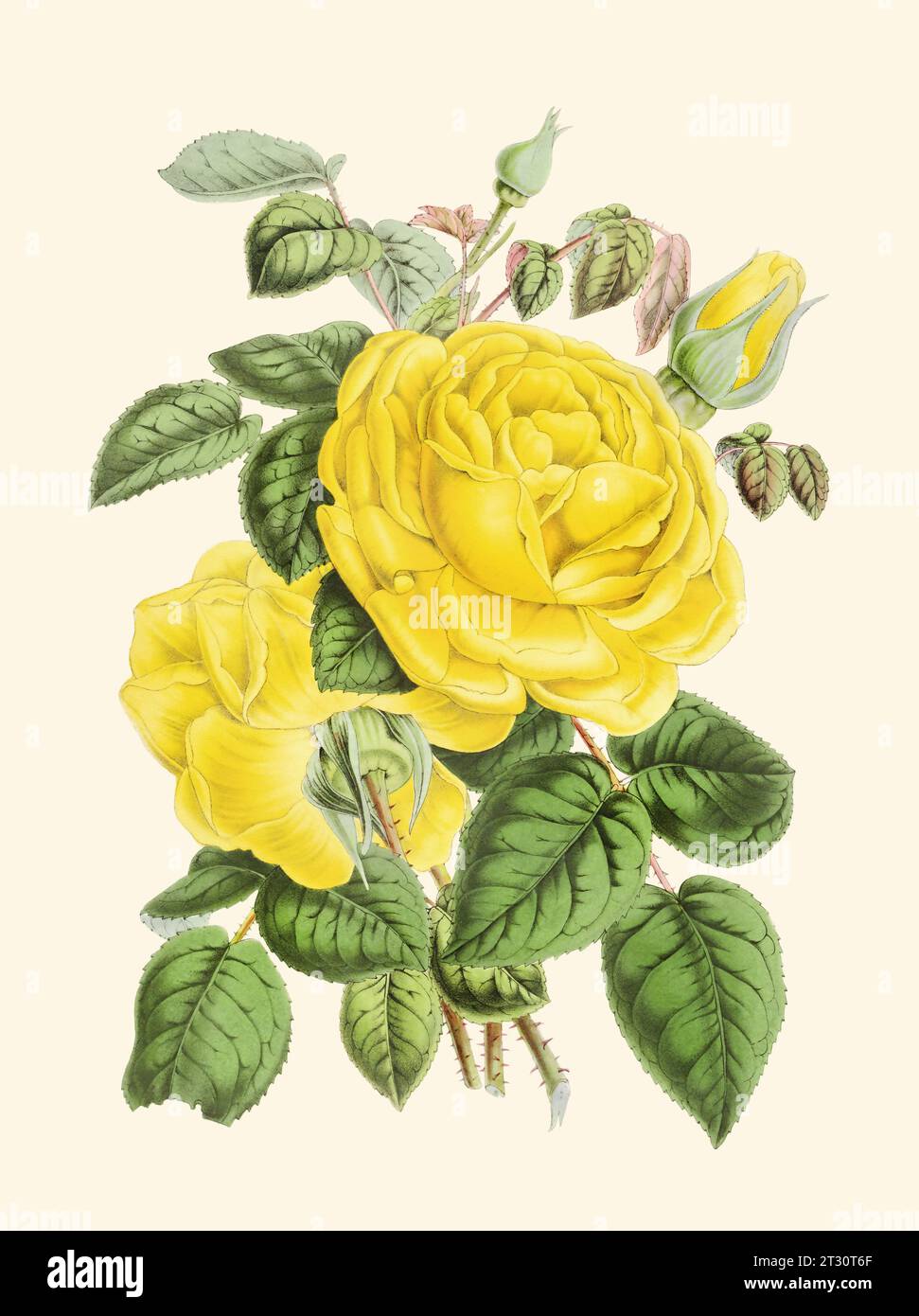 Illustration colorée de fleur de rose : une fleur numérique de style vintage sur un fond beige Uni. Banque D'Images