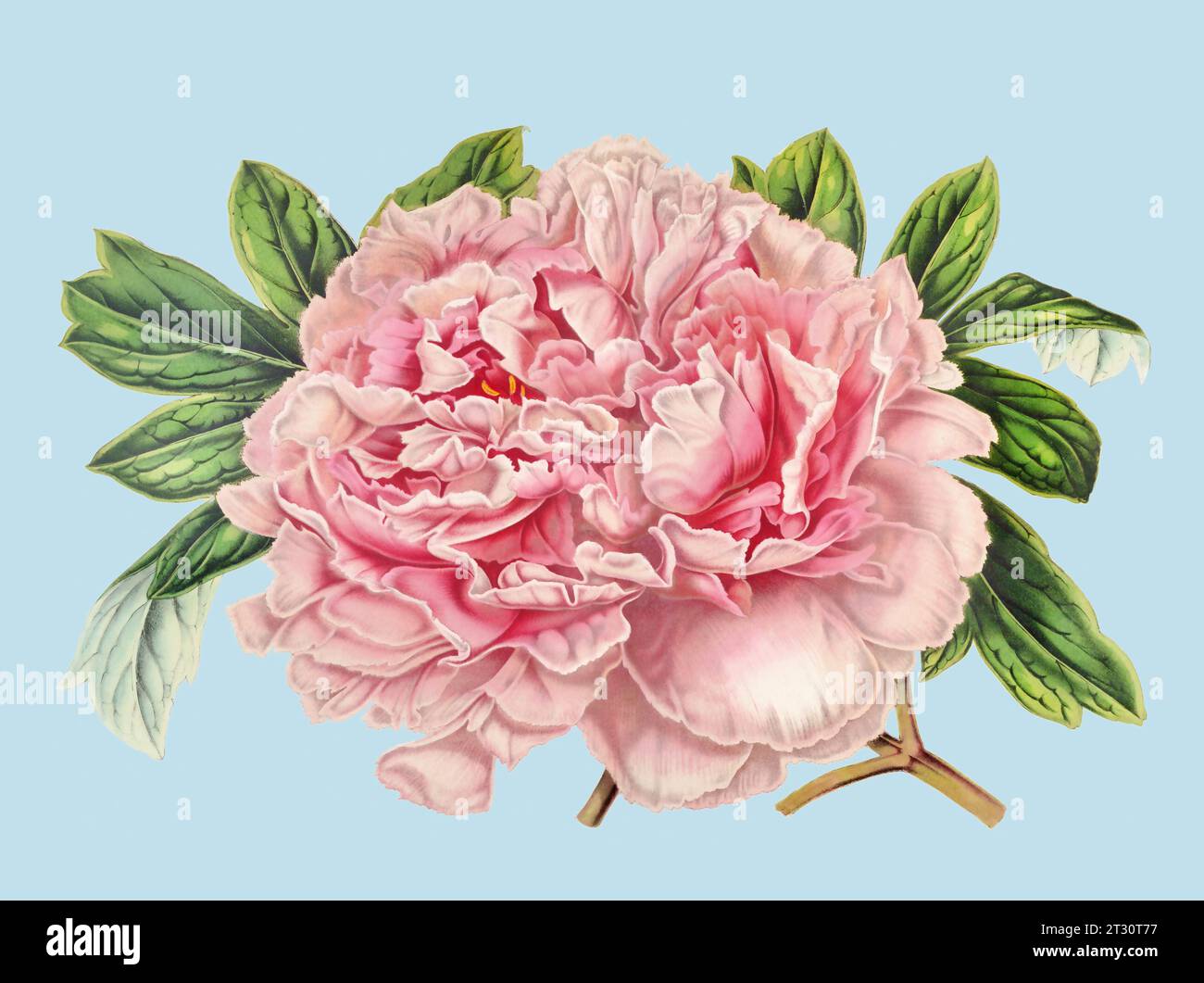 Illustration colorée de fleur de pivoine : une fleur numérique de style vintage sur un fond bleu clair Uni. Banque D'Images