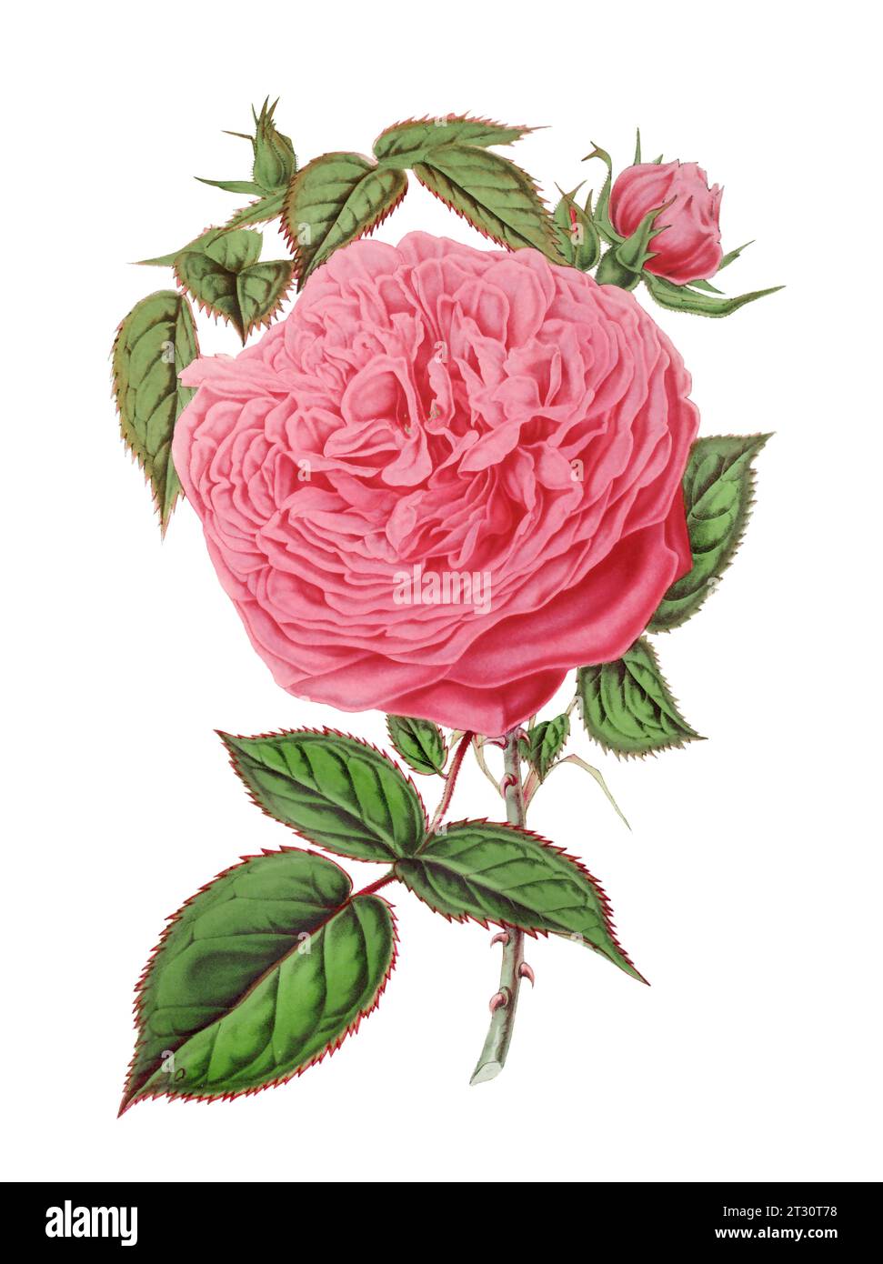 Illustration colorée de fleur de rose : une fleur numérique de style vintage sur un fond blanc Uni. Banque D'Images