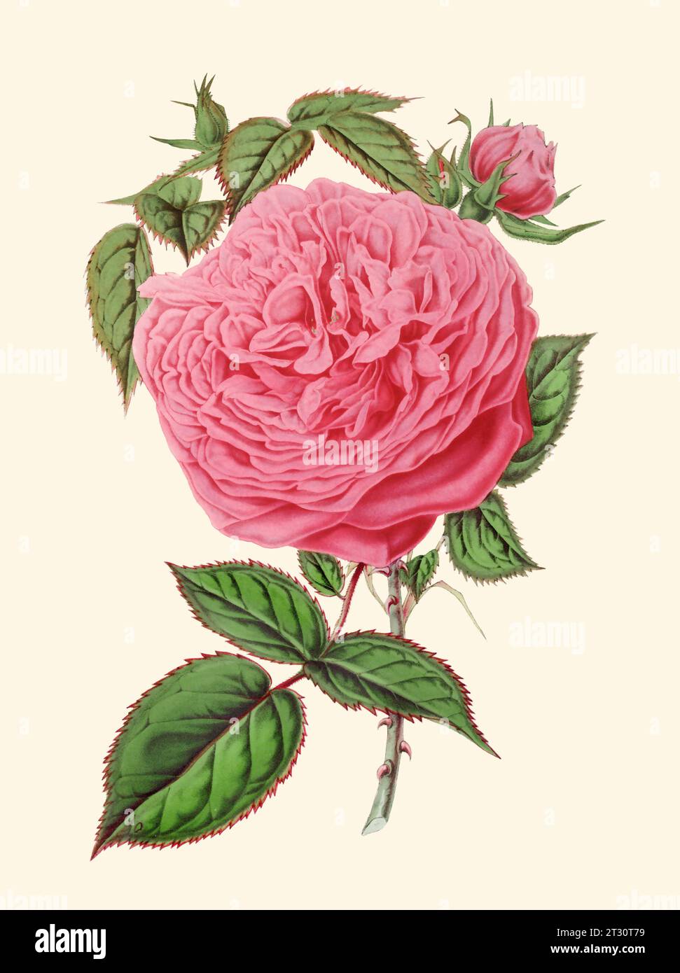 Illustration colorée de fleur de rose : une fleur numérique de style vintage sur un fond beige Uni. Banque D'Images