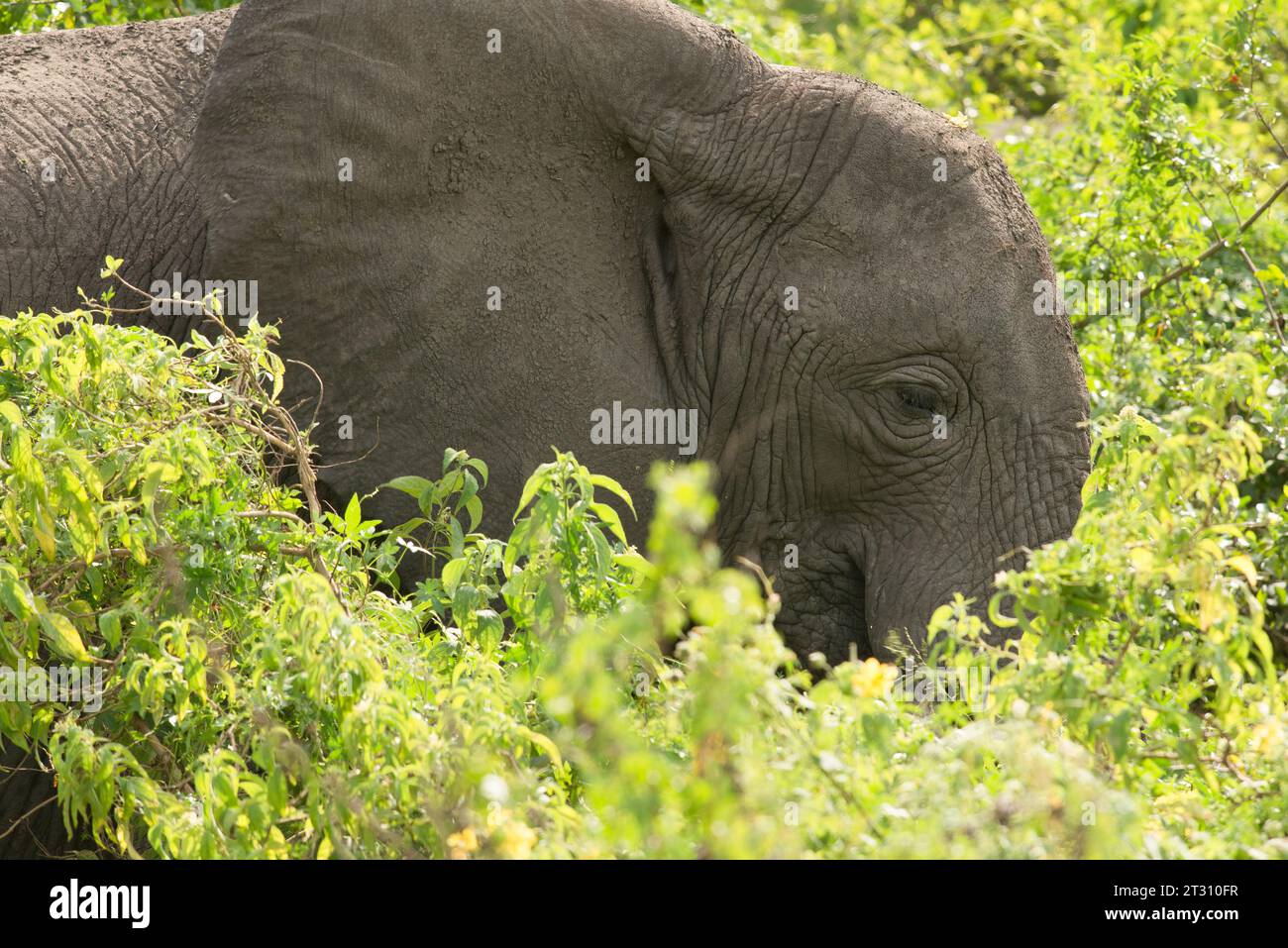 Éléphant africain nourri dans des broussailles denses, Addo Elephant Park, Afrique du Sud. Banque D'Images