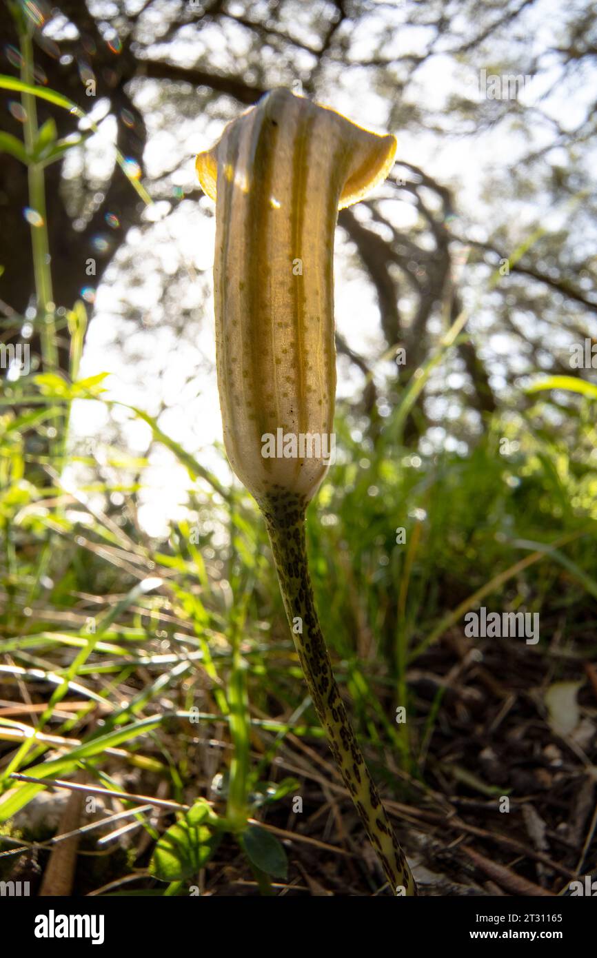 Chapeau de frère, Aroid, Corfou Banque D'Images