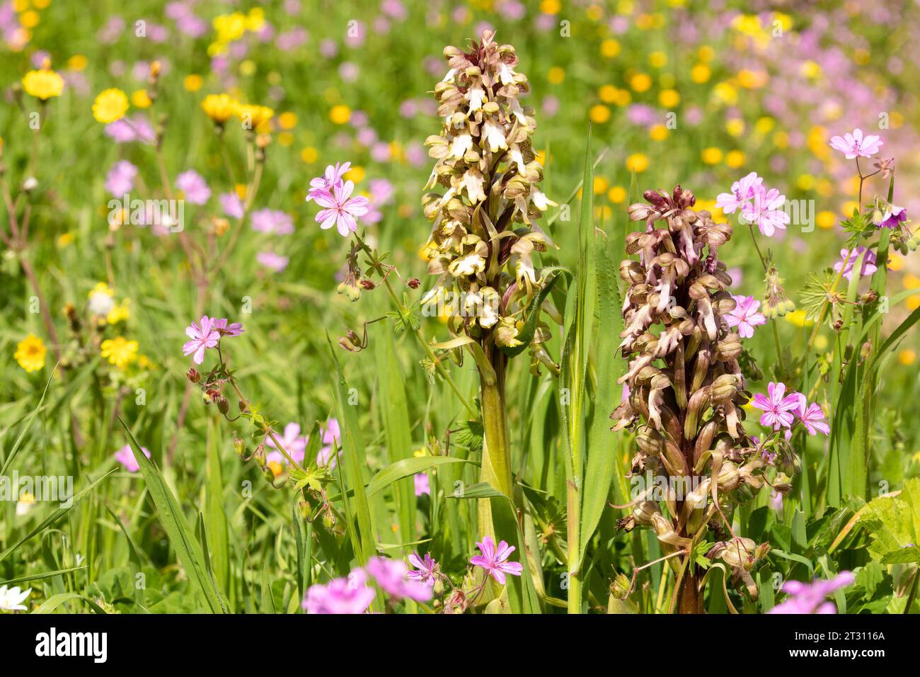 Orchidées géantes se détachant des fleurs de prairie environnantes, qu'ils naissent, dans l'abondance florale printanière de Corfou rural, Grèce. Banque D'Images