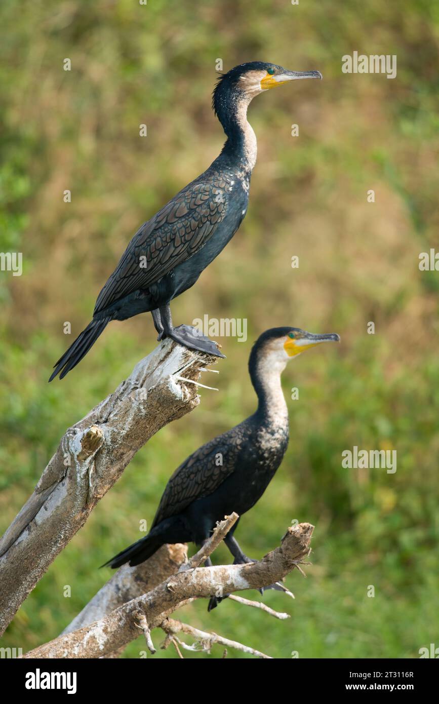 Paire de grand cormoran, perché sur bois mort au-dessus de la rivière, Ouganda. Banque D'Images