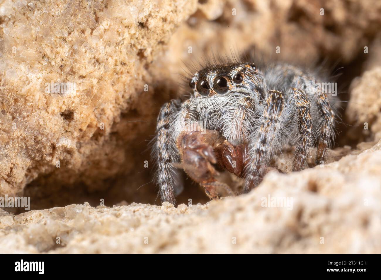 Juvenile Red-Bellied Jumping Spider avec proies à queue de printemps, sur un mur à Corfou, Grèce. Banque D'Images