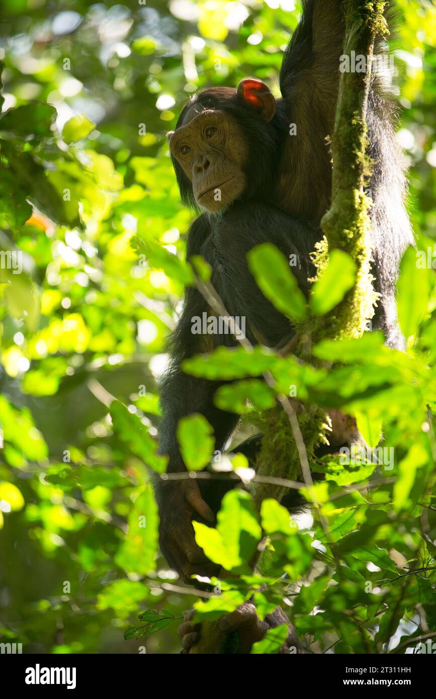 Chimpanzé juvénile, suspendu dans un arbre, forêt de Kibale, Ouganda Banque D'Images