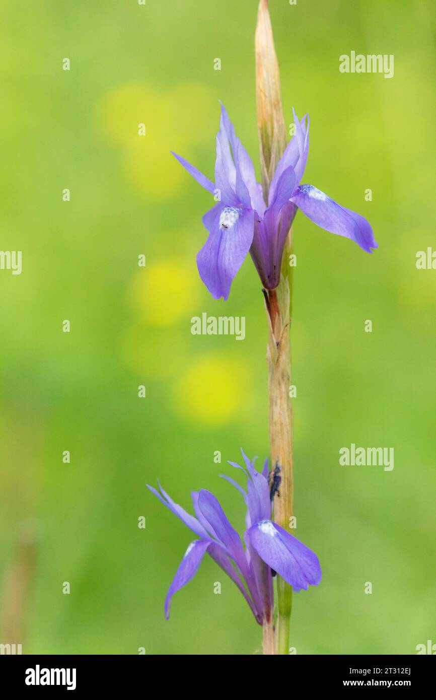 Iris sauvage sur la côte de Corfou, Grèce. Banque D'Images