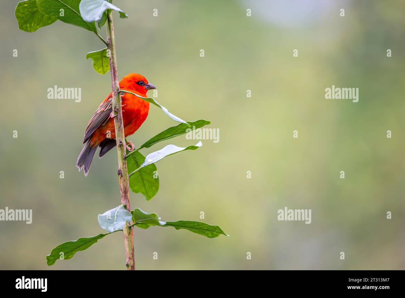 Red Madagascar Weaver assis sur un arbre Banque D'Images Red Madagascar Weaver assis sur un arbre Banque D'Images