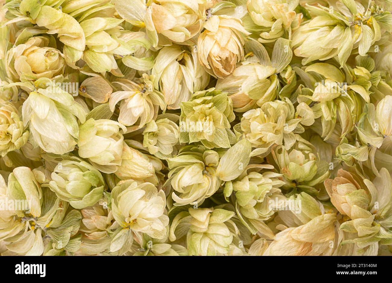 Houblon, fleurs de houblon séchées, fond d'en haut. Humulus lupulus, membre de la famille des Cannabaceae, utilisé comme amère, arôme et agent de stabilité. Banque D'Images