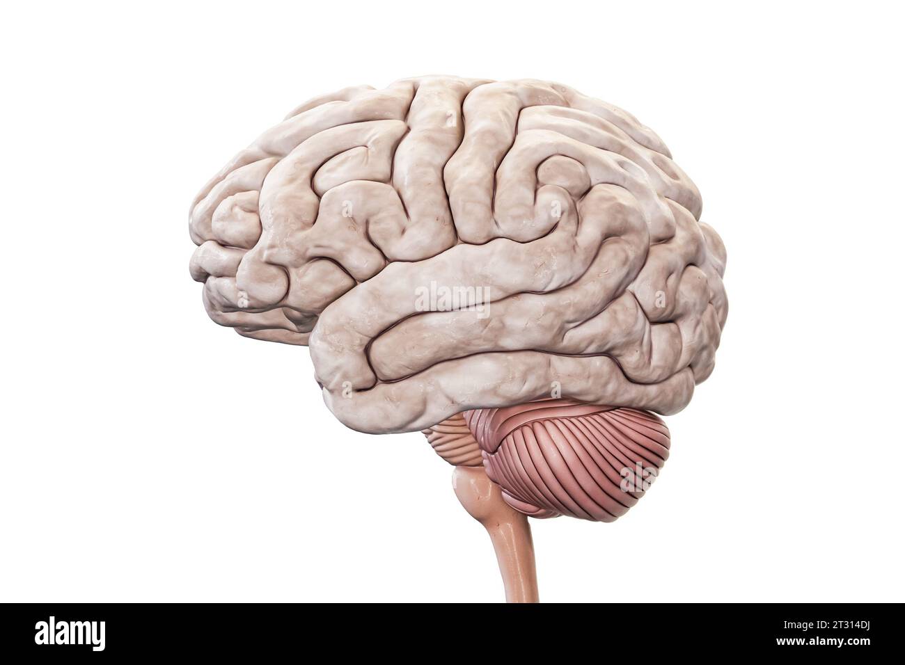 Cerveau humain avec cortex, cervelet et tronc cérébral vue profil isolé sur fond blanc Illustration de rendu 3D précis. Anatomie, neurologie, n. Banque D'Images