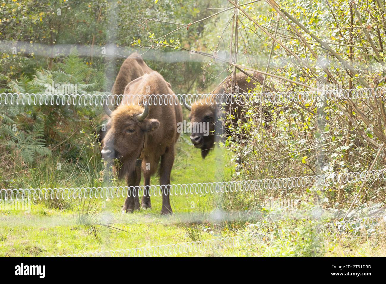 Le premier troupeau de bisons européens errants sauvages du Royaume-Uni. Pâturage de conservation dans un vaste enclos à Blean Woods, Kent. Banque D'Images