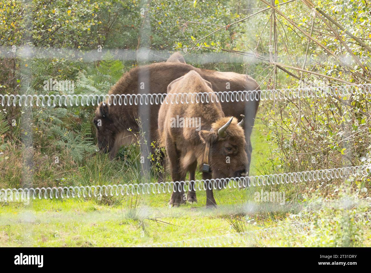 Le premier troupeau de bisons européens errants sauvages du Royaume-Uni. Pâturage de conservation dans un vaste enclos à Blean Woods, Kent. Banque D'Images