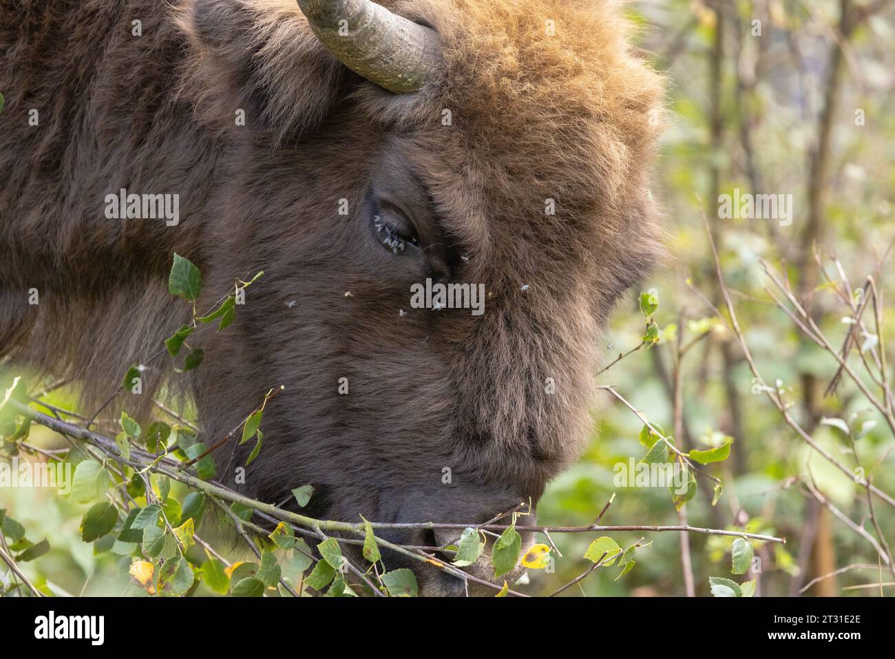 Gros plan d'un bison européen parcourant des jeunes arbres ; il s'agit d'un membre du premier troupeau de conservation britannique à Blean Woods dans le Kent Banque D'Images