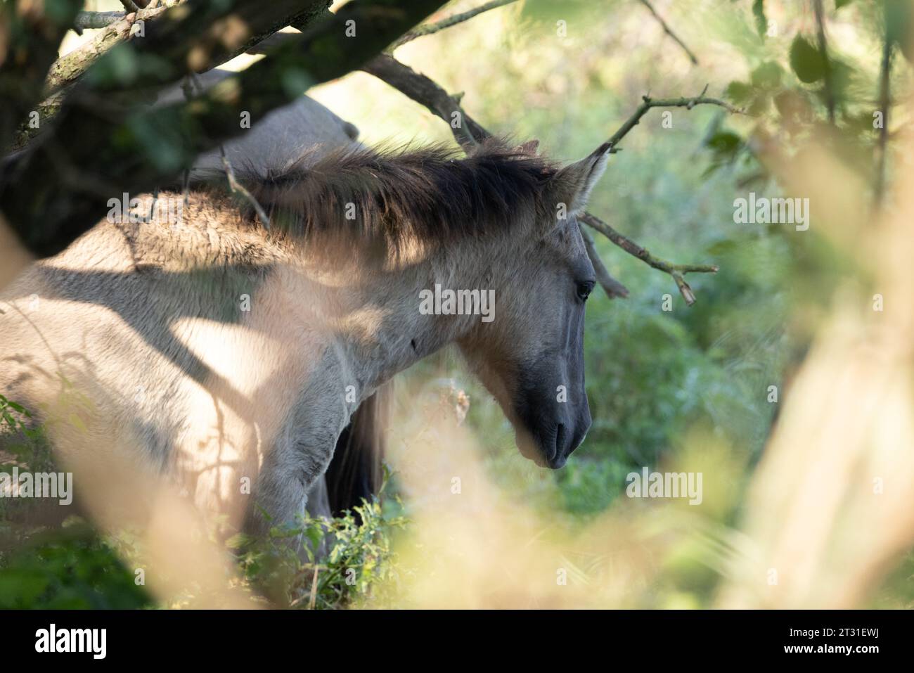 Les poneys de Konik sont utilisés pour gérer naturellement les réserves naturelles à travers l'Europe, ceux-ci sont sur la zone néerlandaise de rewilding. Banque D'Images