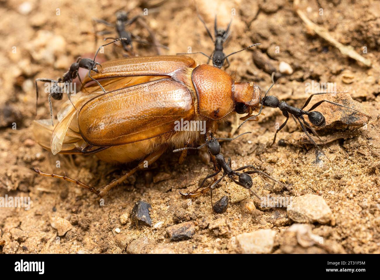 Une équipe de fourmis transportant la carcasse d'un scarabée vers leur nid pour consommation, Espagne. Banque D'Images