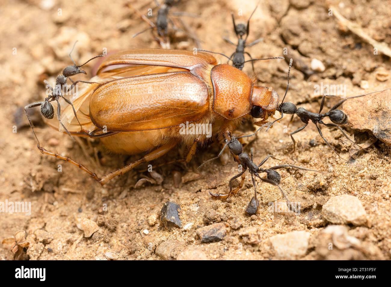 Une équipe de fourmis transportant la carcasse d'un scarabée vers leur nid pour consommation, Espagne. Banque D'Images