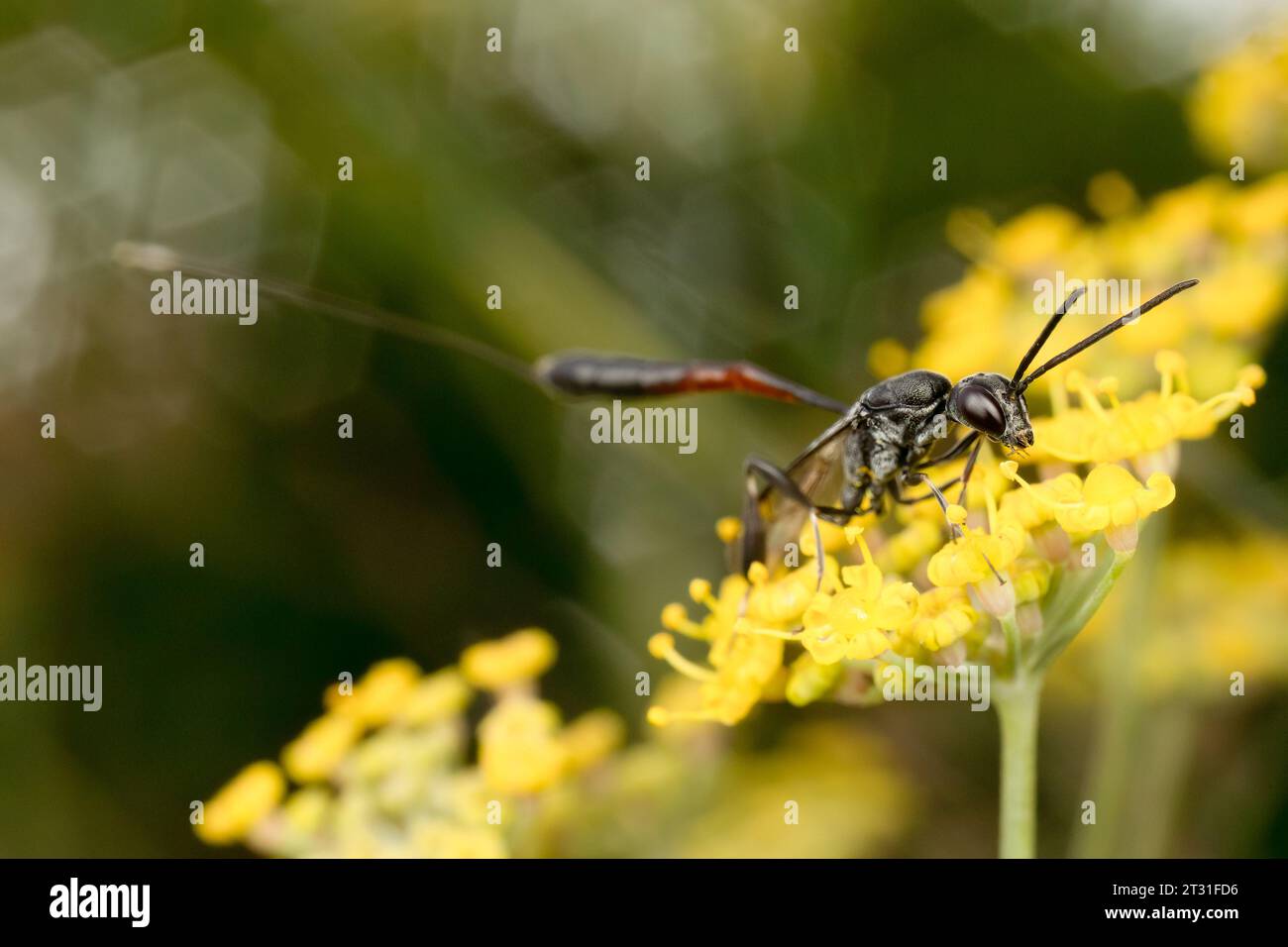 Une guêpe parasitoïde avec un ovipositeur massif - dispositif de ponte d'oeufs - pour pondre des oeufs dans les nids d'abeilles solitaires, se nourrissant de nectar, Royaume-Uni. Banque D'Images