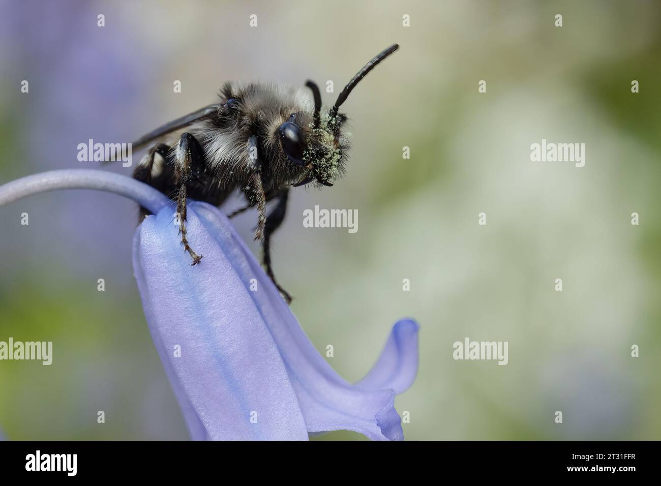 Une abeille en deuil sur les fleurs bluebell - Ceci est une abeille «coucou» d'autres abeilles solitaires, Kent, Royaume-Uni. Banque D'Images