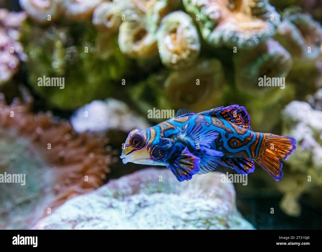 Mandarine Dragonet (Synchiropus splendidus) alias : mandarinish Banque D'Images