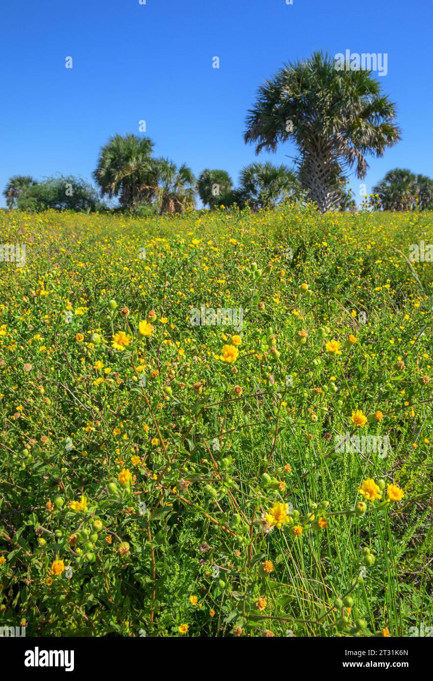 Floraison des prairies à Galveston Island à Fall, Texas, USA. Banque D'Images