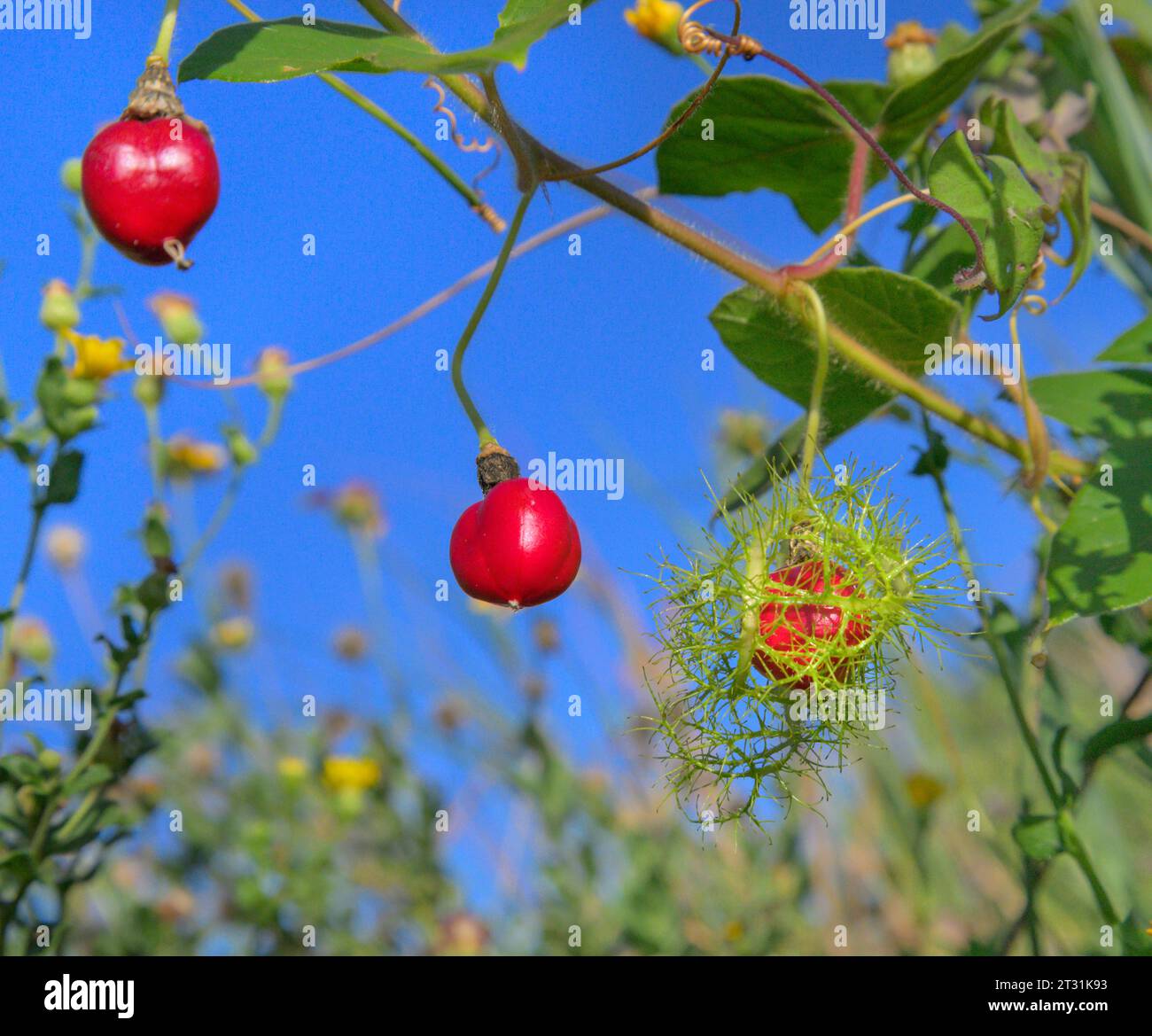 Fruit de la passion puant ou maracuja sauvage (Passiflora foetida), fruits mûrs et mûrs sur vigne dans les zones humides côtières, Galveston, Texas, USA. Banque D'Images