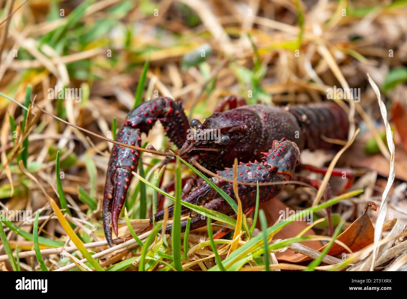 Spécimen de crabe américain accroupi dans les herbes pour éviter les prédateurs. Banque D'Images