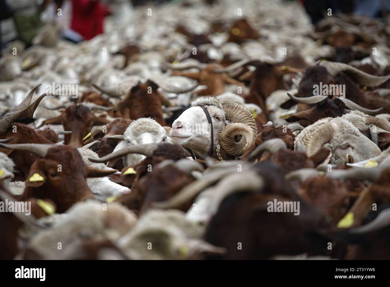 Un troupeau de moutons circule devant la Banque d'Espagne sur la Plaza de Cibeles pendant le festival de transhumance dans le centre de Madrid. Une année de plus, les moutons ont traversé le centre de Madrid dans une nouvelle édition du Festival de transhumance. Le festival est célébré depuis 1994 et remplit les principales artères de la capitale espagnole de moutons pour faire valoir l’élevage extensif comme outil de conservation de la biodiversité et de lutte contre le changement climatique. Cette année, quelque 1 100 moutons ont défilé dans le centre de la capitale. (Photo de David Canales/SOPA Images/Sipa USA) Banque D'Images