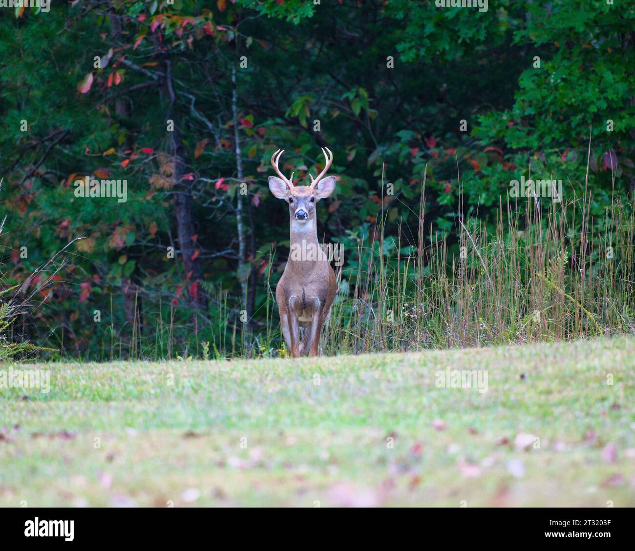 Un cerf majestueux à queue blanche marchant gracieusement à travers un champ herbeux luxuriant. Banque D'Images