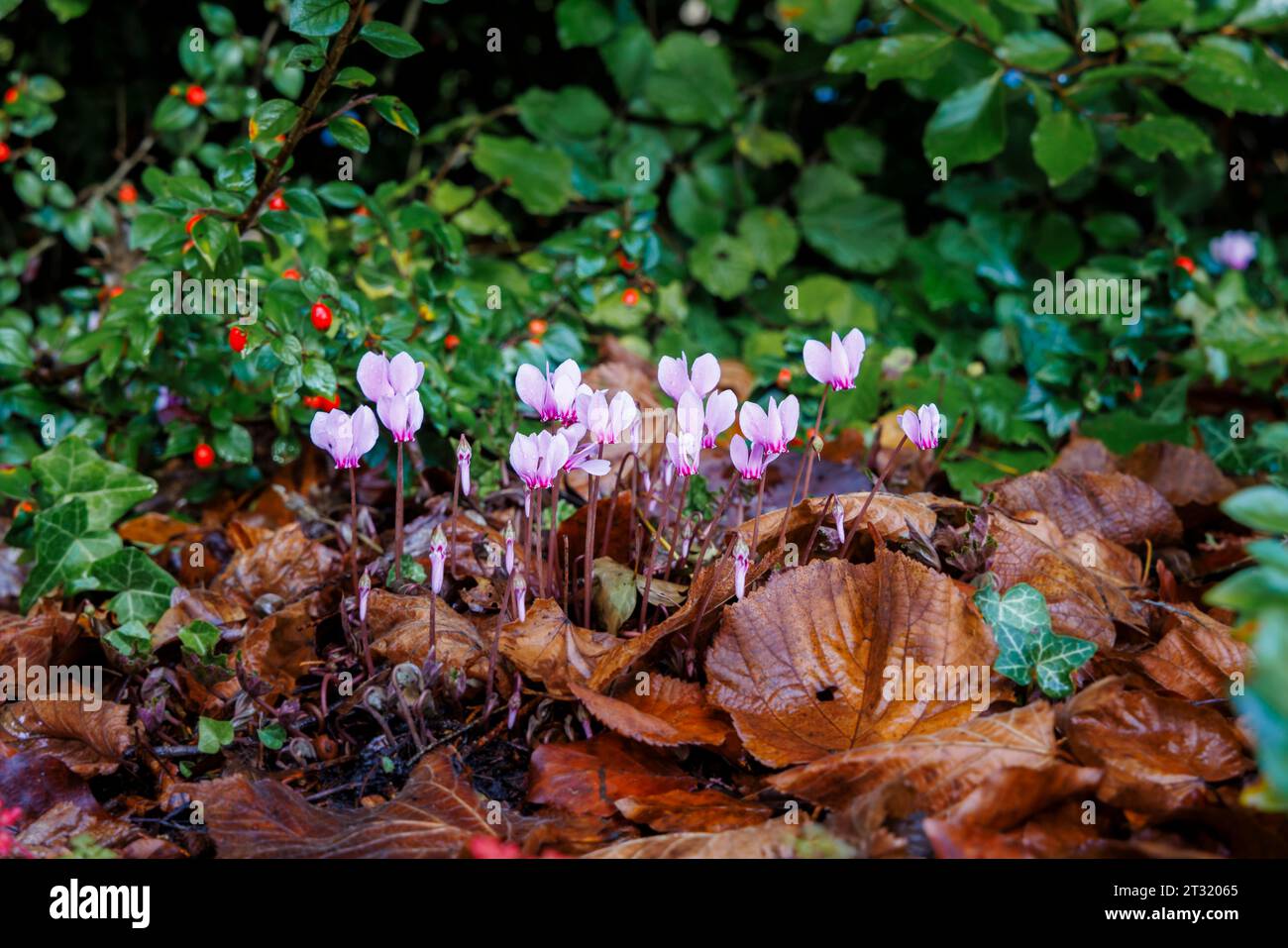 Jolies fleurs mauves de floraison automnale Cyclamen Hederifolium avec gouttes de pluie fleurissant parmi les feuilles brunes tombées dans le Surrey, sud-est de l'Angleterre Banque D'Images