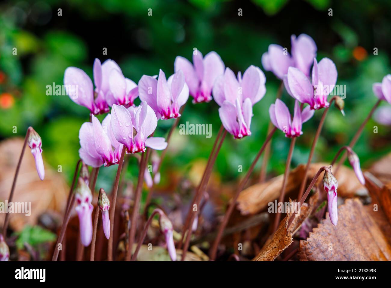 Jolies fleurs mauves de floraison automnale Cyclamen Hederifolium avec gouttes de pluie fleurissant parmi les feuilles brunes tombées dans le Surrey, sud-est de l'Angleterre Banque D'Images