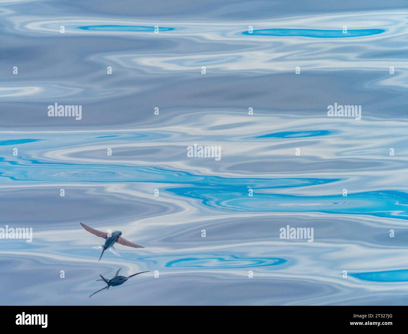 Poissons volants, exocoetidae, sur des mers vitreuses au large de la côte nord de la Nouvelle-Guinée, Papouasie occidentale, Indonésie Banque D'Images